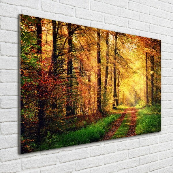 Acrylbild Fotodruck Wald im Herbst