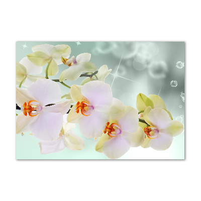Acrylglas-Druck Weiße Orchidee