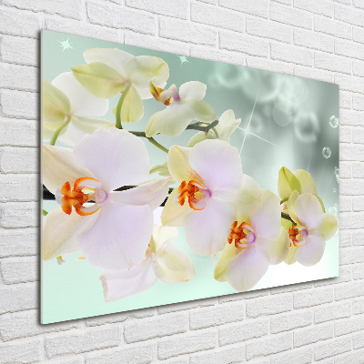 Acrylglas-Druck Weiße Orchidee