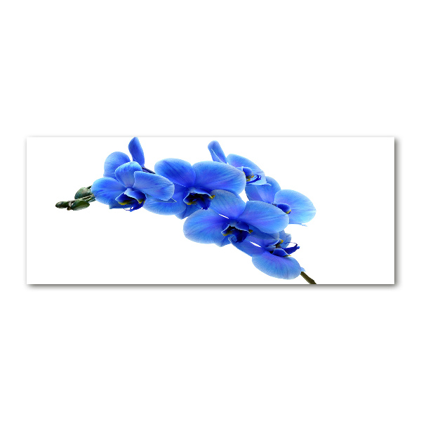 Foto auf Acryl Blaue Orchidee
