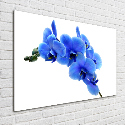 Foto auf Acryl Blaue Orchidee