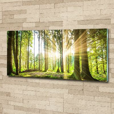 Acrylglas-Druck Wald in der Sonne