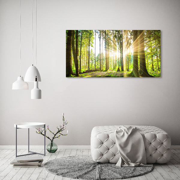 Acrylglas-Druck Wald in der Sonne
