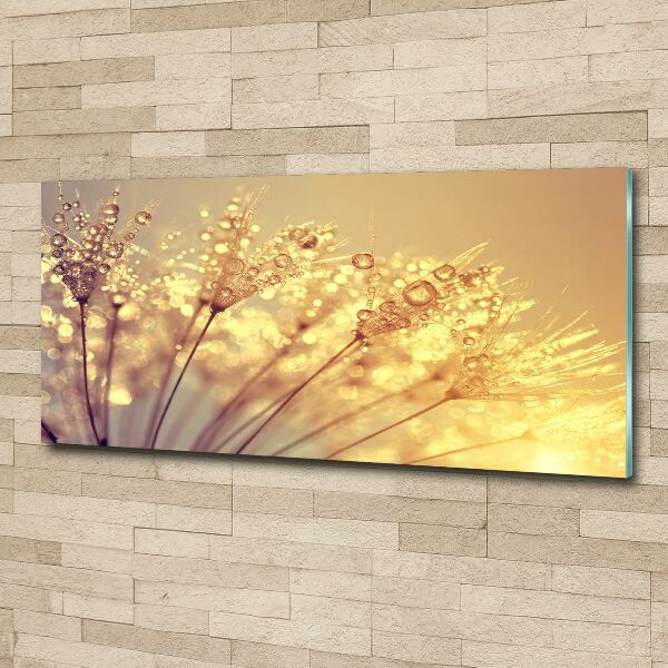 Acrylbild Fotodruck Löwenzahnsamen