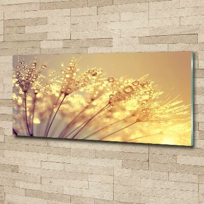 Acrylbild Fotodruck Löwenzahnsamen