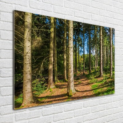 Foto auf Acryl Waldpanorama
