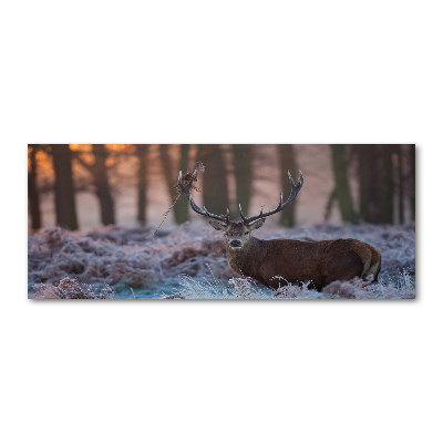 Bild auf Acrylglas Hirsche bei Sonnenaufgang