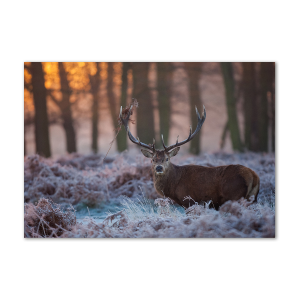 Bild auf Acrylglas Hirsche bei Sonnenaufgang