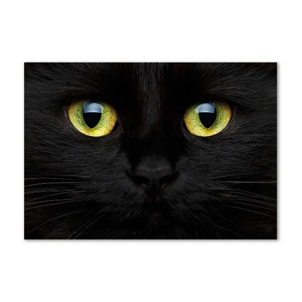 Acrylbild Fotodruck Katzenaugen