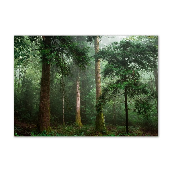 Foto auf Acryl Nebel im Wald