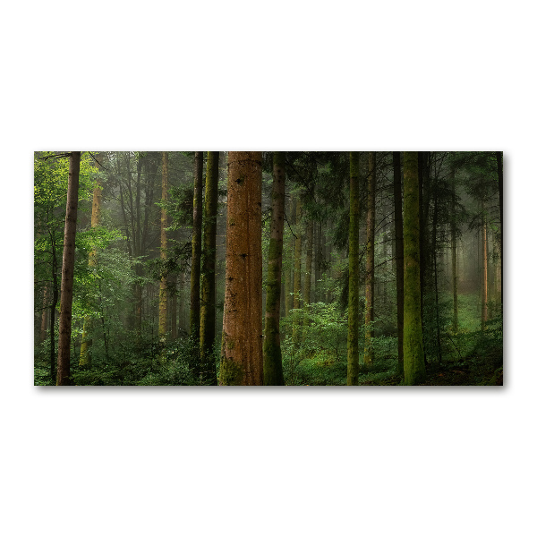 Bild auf Acrylglas Nebel im Wald