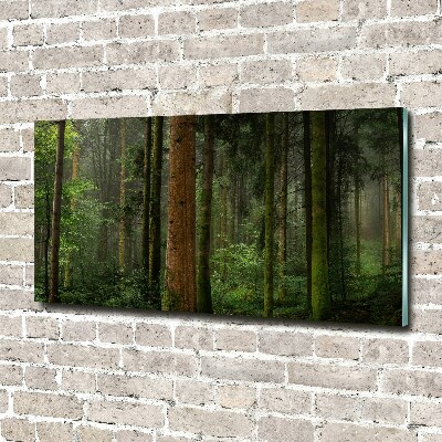 Bild auf Acrylglas Nebel im Wald