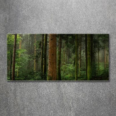 Bild auf Acrylglas Nebel im Wald