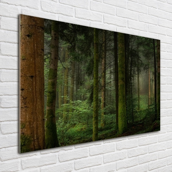 Bild auf Acrylglas Nebel im Wald