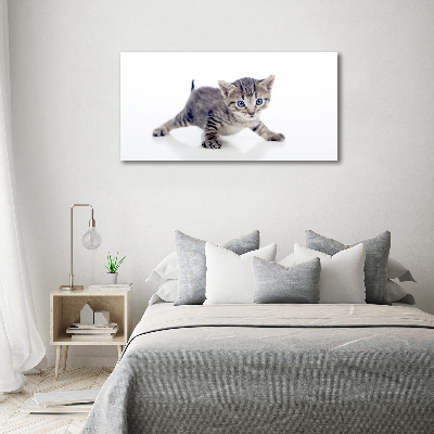 Foto auf Acryl Kleine Katze