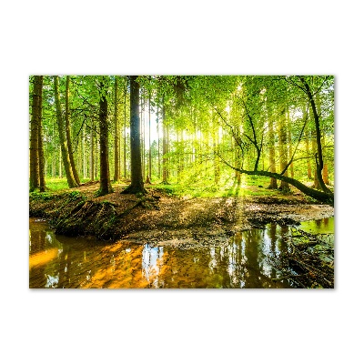 Foto auf Acryl Ein Teich im Wald
