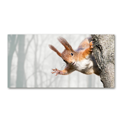 Acrylbild Fotodruck Eichhörnchen
