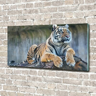 Acrylglas-Druck Tiger