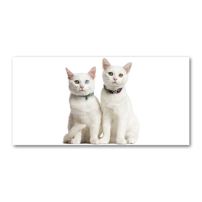 Foto auf Acryl Weiße Katzen