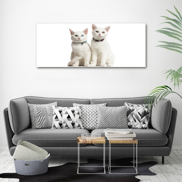Foto auf Acryl Weiße Katzen