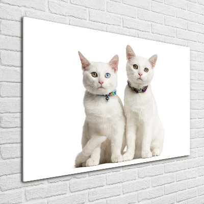 Foto auf Acryl Weiße Katzen
