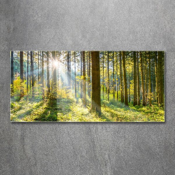 Bild auf Acrylglas Wald in der Sonne