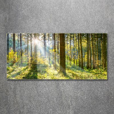 Bild auf Acrylglas Wald in der Sonne