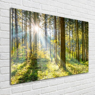 Bild auf Acrylglas Wald in der Sonne
