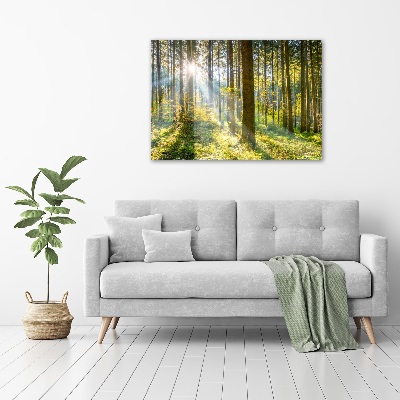 Bild auf Acrylglas Wald in der Sonne