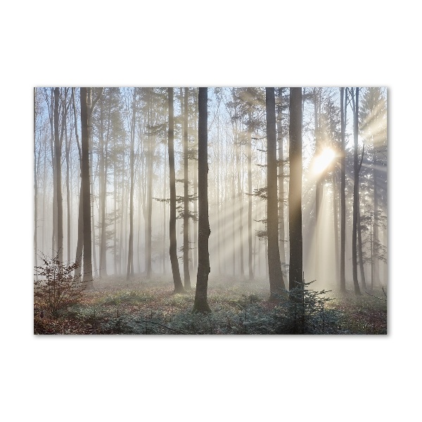 Acrylglas-Druck Nebel im Wald