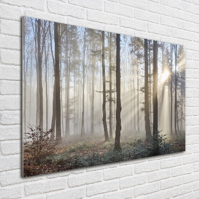 Acrylglas-Druck Nebel im Wald