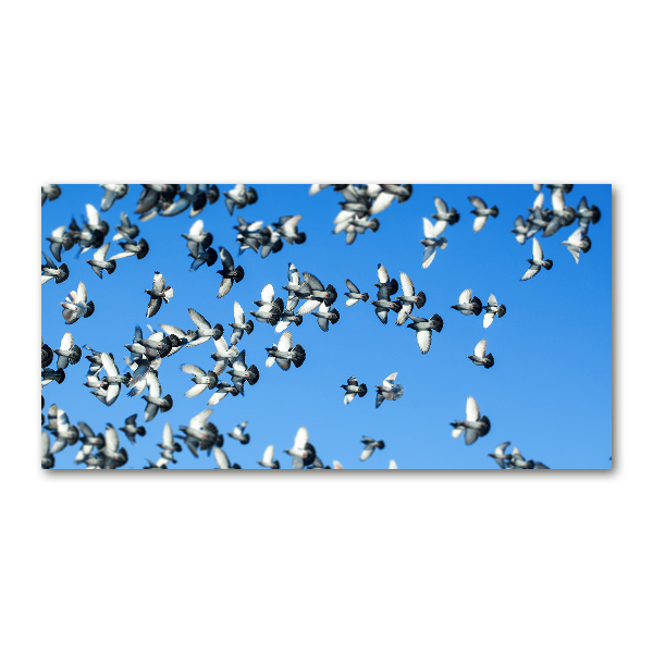 Foto auf Acryl Ein Schwarm Tauben