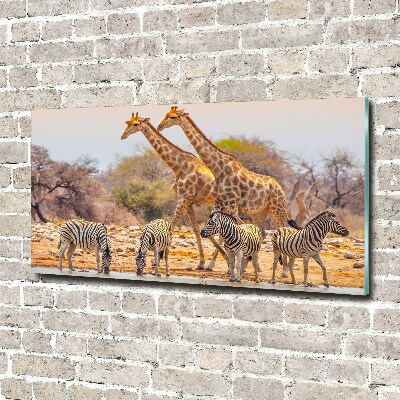 Bild auf Acrylglas Giraffen und Zebras