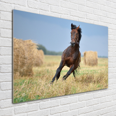 Acrylbild Fotodruck Ein galoppierendes Pferd