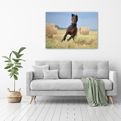 Acrylbild Fotodruck Ein galoppierendes Pferd