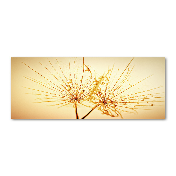 Acrylbild Fotodruck Löwenzahnsamen