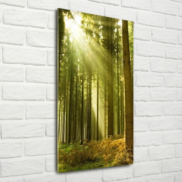 Bild auf Acrylglas vertikal Die Sonne im Wald