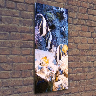 Plexiglasbilder vertikal Korallenriff