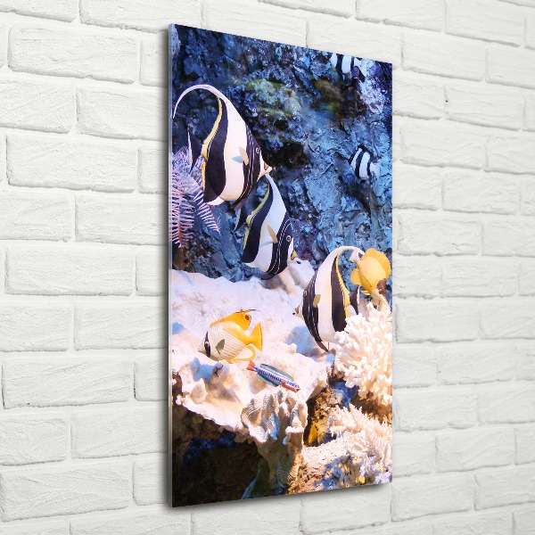 Plexiglasbilder vertikal Korallenriff