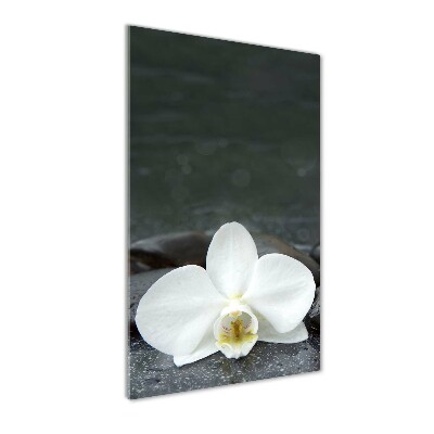 Plexiglasbilder vertikal Orchideensteine