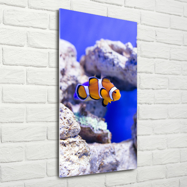 Acrylbild vertikal Nemo der Fisch