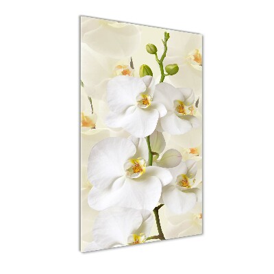 Plexiglasbilder vertikal Weiße Orchidee