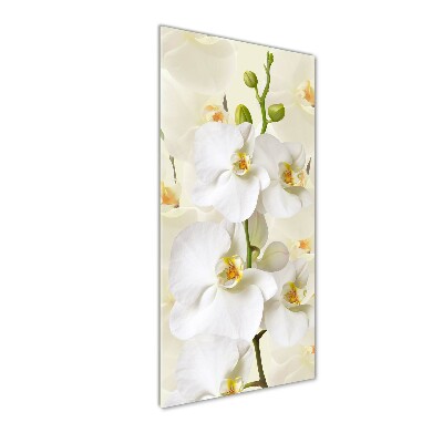 Plexiglasbilder vertikal Weiße Orchidee