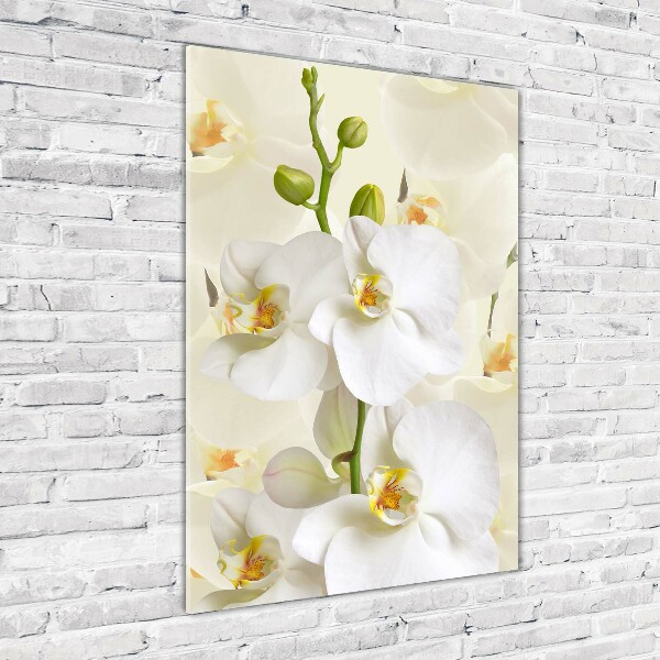 Plexiglasbilder vertikal Weiße Orchidee