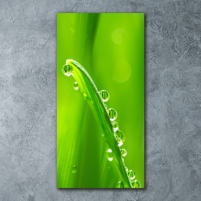 Plexiglasbilder vertikal Grashalme