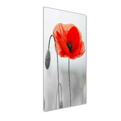 Plexiglasbilder vertikal Wildmohn