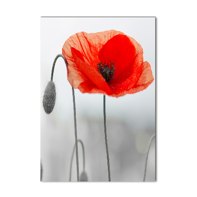 Plexiglasbilder vertikal Wildmohn