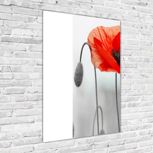 Plexiglasbilder vertikal Wildmohn