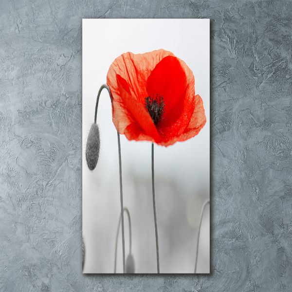 Plexiglasbilder vertikal Wildmohn