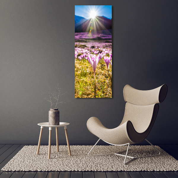 Bild auf Acrylglas vertikal Krokusse in den Bergen